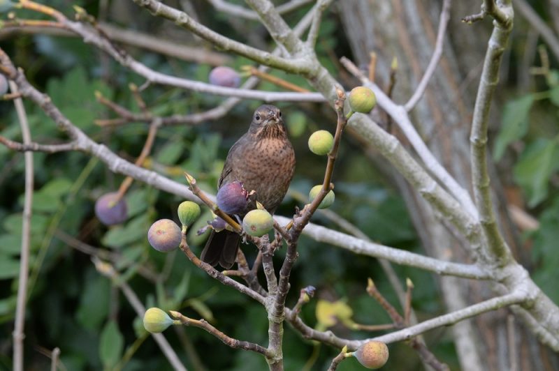 Merle noir et figues